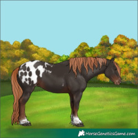 Horse Color:Liver Chestnut Tobiano Blanket 