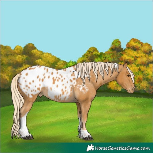 Horse Color:Unknown 