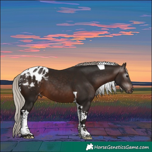 Horse Color:Gray Silver Bay Tobiano Blanket 