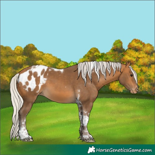 Horse Color:Silver Buckskin Tobiano Blanket 
