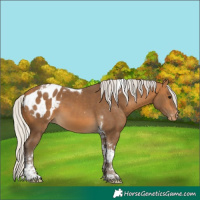 Horse Color:Silver Buckskin Tobiano Blanket 