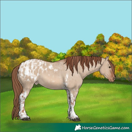 Horse Color:Red Dun Tobiano  and Red Dun Tobiano Appaloosa 