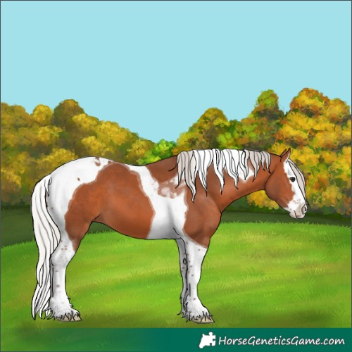 Horse Color:Silver Bay Splash Tobiano