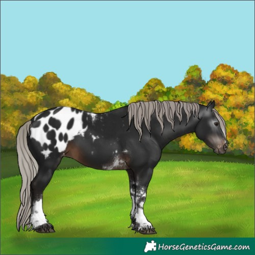 Horse Color:Gray Silver Brown Tobiano Blanket