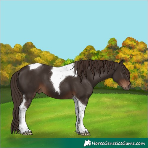 Horse Color:Liver Chestnut Tobiano 