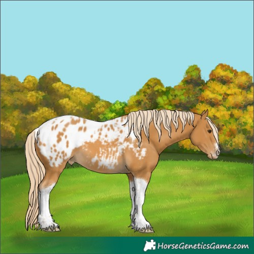 Horse Color:Unknown 