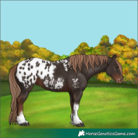 Horse Color:Liver Chestnut Sabino Tobiano Appaloosa 