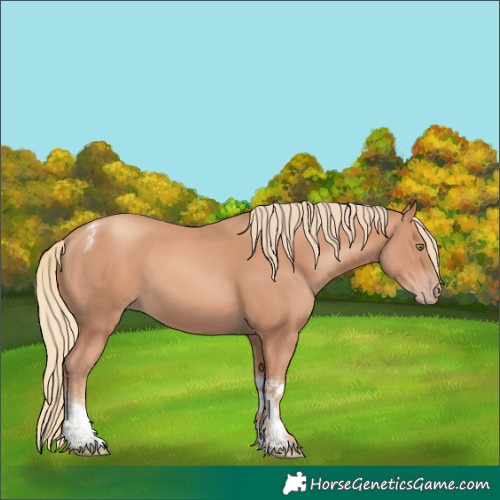Horse Color:Gold Champagne Tobiano