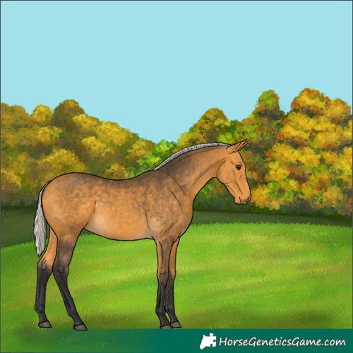Horse Color:Silver Buckskin 