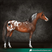 Horse Color:Bay Splash Tobiano Appaloosa  and Bay Splash Tobiano Appaloosa 