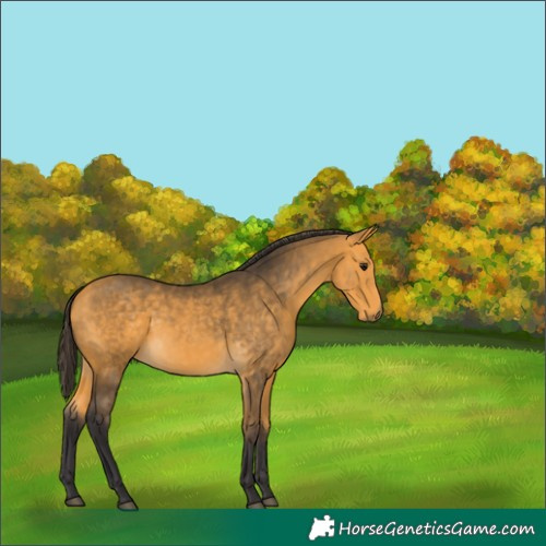 Horse Color:Buckskin 