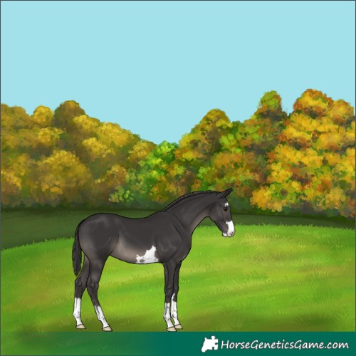 Horse Color:Smoky Black 