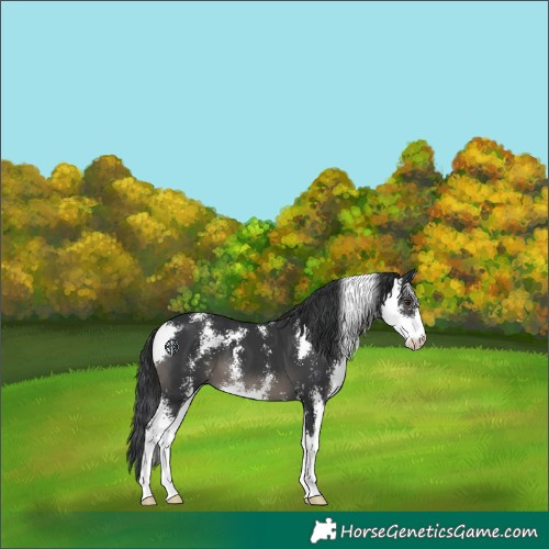 Horse Color:Black Sabino 