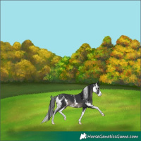 Horse Color:Black Sabino 