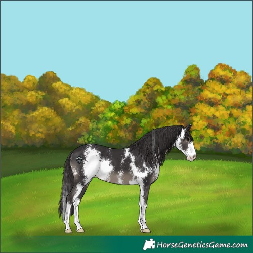 Horse Color:Smoky Black Sabino 