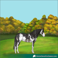 Horse Color:Smoky Black Sabino 