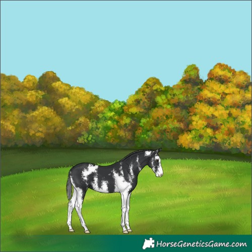 Horse Color:Black Sabino 