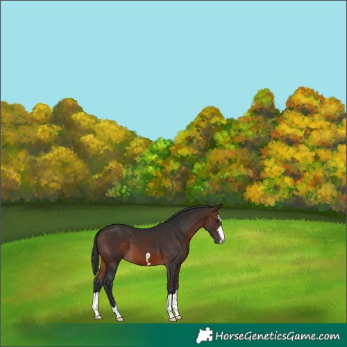 Horse Color:Brown 