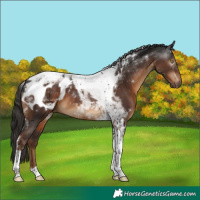 Horse Color:Gray Liver Chestnut Tobiano Appaloosa