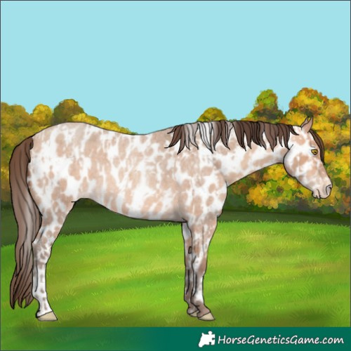 Horse Color:Amber Champagne Roan Leopard and Amber Champagne Roan Leopard