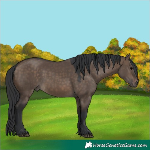 Horse Color:Brown Dun Rabicano 
