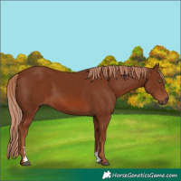 Horse Color:Chestnut Sabino Rabicano 