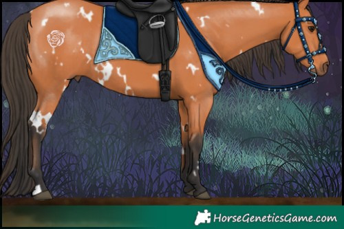Horse Color:White Spotted Bay Rabicano 