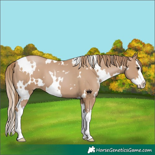 Horse Color:White Spotted Black Pearl Splash 
