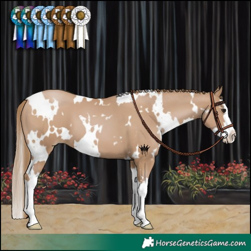 Horse Color:White Spotted Black Pearl Splash