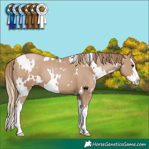 Horse Color:White Spotted Black Pearl Splash 