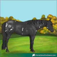 Horse Color:White Spotted Black Rabicano 
