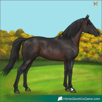 Horse Color:Brown 