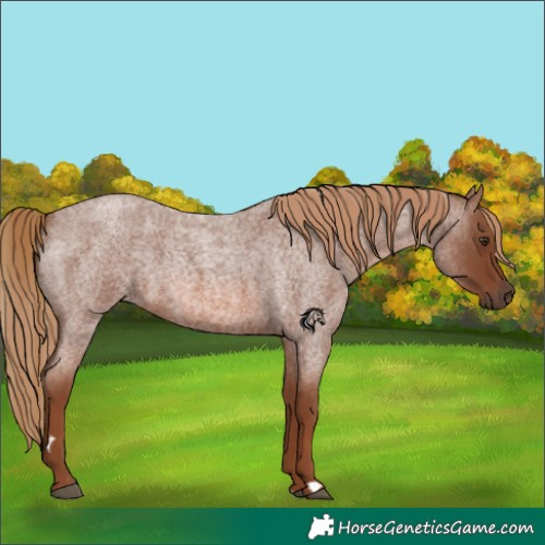 Horse Color:Red Roan