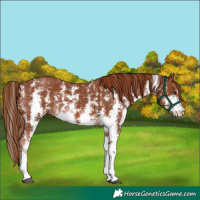Horse Color:Chestnut Sabino 