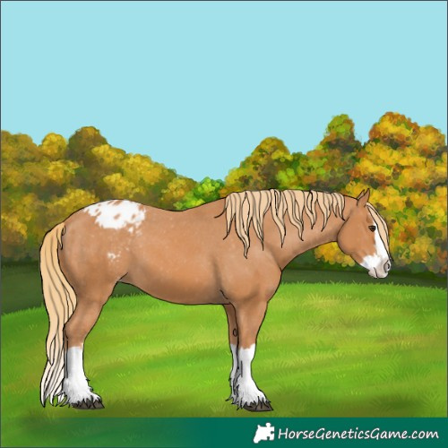Horse Color:Unknown 