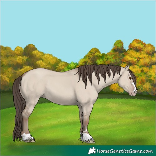 Horse Color:Classic Champagne Dun 