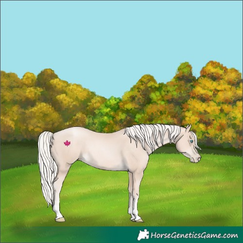 Horse Color:Gold Cream Champagne Pearl Rabicano 