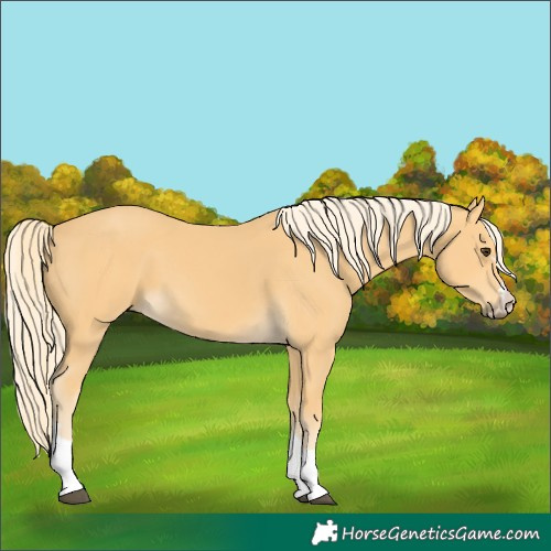 Horse Color:Palomino 