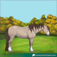 Horse Color:Unknown 