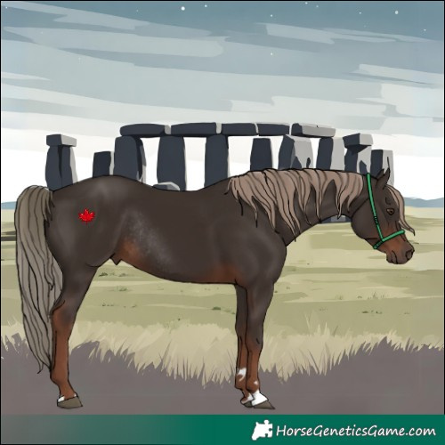 Horse Color:Liver Chestnut Rabicano 