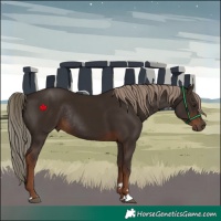 Horse Color:Liver Chestnut Rabicano 