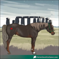 Horse Color:Liver Chestnut Rabicano 