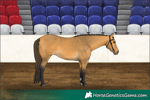 Horse Color:Buckskin 
