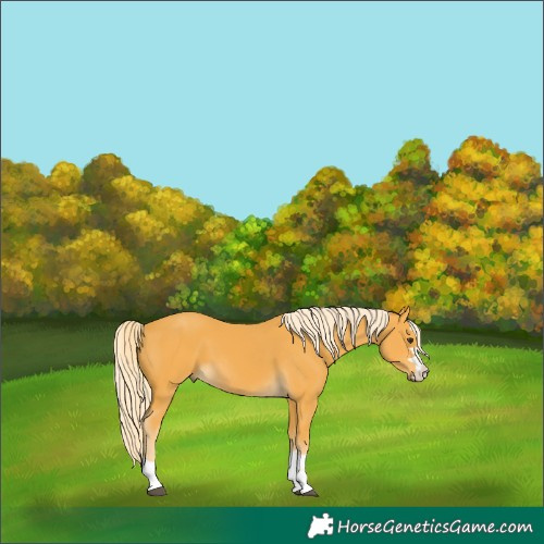 Horse Color:Palomino 