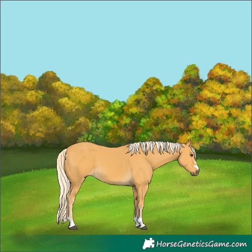 Horse Color:Palomino 
