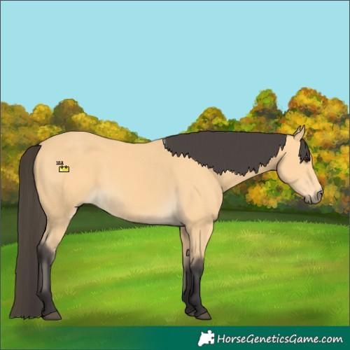 Horse Color:Buckskin 