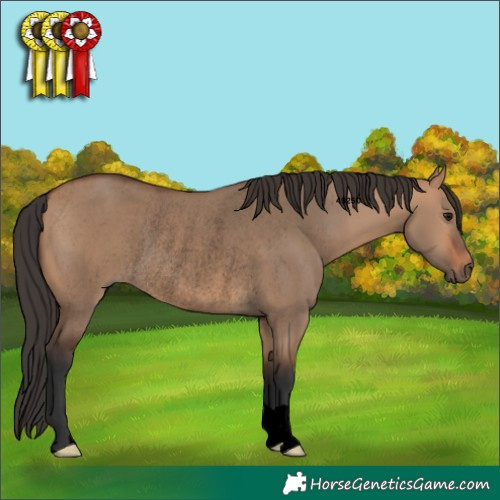 Horse Color:Void Bay Dun Rabicano 