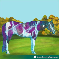 Horse Color:Thunderstruck Buckskin Tobiano Rabicano 