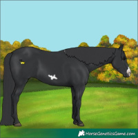 Horse Color:Black Frame 