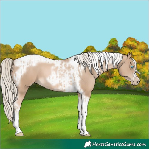 Horse Color:Chocolate Palomino Pearl Tobiano Frame  and Chocolate Palomino Pearl Tobiano Frame 